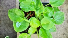 Hosta Funkie " Limey Lisa " 