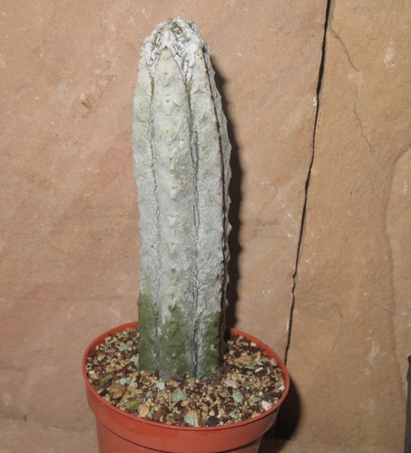 Euphorbia abdelkuri