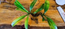 Nepenthes x Briggsiana (lowii