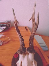 A-06 - 5  Jagdtrophäen Brett rund mehrjähriger Bock m. Original  Schädel