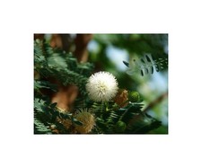 25x Acacia mearnsii Schwarzholz Akazie Mimosenbaum Pflanzen - Samen B503