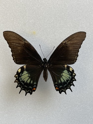 Entomologie papilio androgeus - entomologie*papilio,