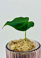 Philodendron verrucosum Dark