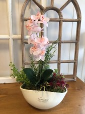 Phalaenopsis Orchidee