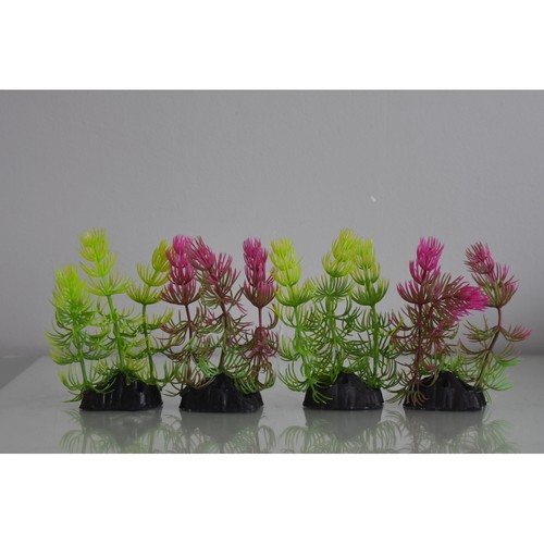 Aquarium gemischte farn - aquarium,