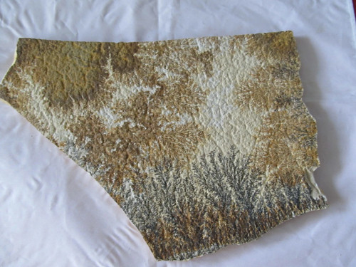 Fossilien platte motiv - platte,