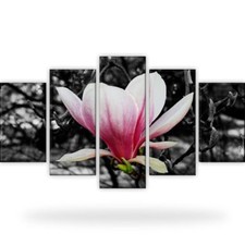 Magnolie Blumen Natur Bild