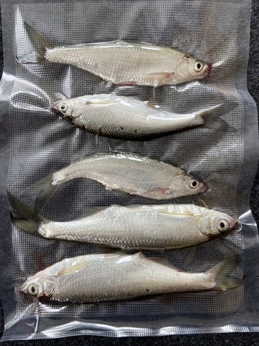 Köderfische lauben stk - köderfische,