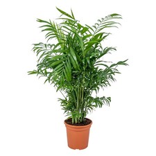 Bloomique chamaedorea - -,