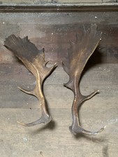 Dam-Hirschgeweih Abwurfstangen 2 Stück Prächtige Geweihstangen Elchgeweih