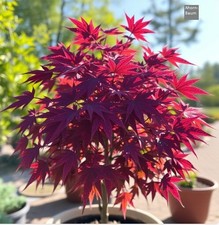 2 winterharter rost-roter Kugel-Ahorn exotische Pflanzen im für den Garten -