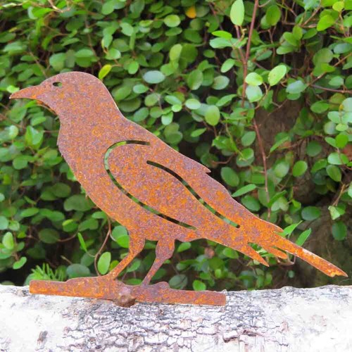 Rabe vogel tiere edelrost - rabe, rost