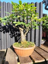 Prunus Padus - Bonsai
