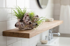 Tillandsien,Luftpflanze,Luftne