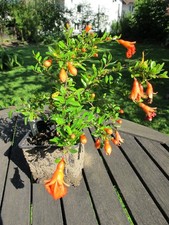 5 Korn Granatapfel Punica