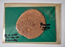 Dieter Roth Selbstportrait