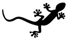 Salamander Molch Gecko Eidechse Aufkleberfolie Sticker Vinyl Tier Animal Wild