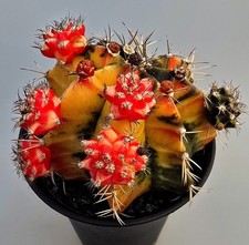 Schöner Ausgefallener