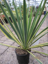 Yucca filamentosa Ivory Tower