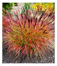 Chinaschilf "Red Chief" 1 Pflanze Miscanthus sinen winterhart