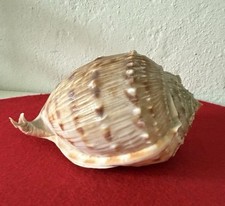 See-Muschel Phalium Bandatum, ca. 20 x 11 x 11,5 cm