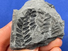 Carboniferous Neuropteris plant Fossil Fossilien Karbon plant  Germany Farn fern