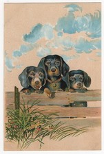 AK Hunde, Prägekarte, 3 Dackel schauen übern Zaun