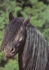 ak friesenhengst pferd pferde ungelaufen