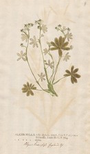 lady's mantle Frauenmantel