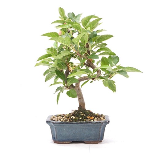 Bonsai zierapfel malus spec - zierapfel, 'malus