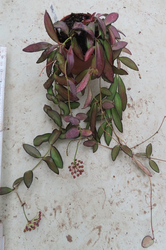 Hoya rosita wachsblume - hoya, 1