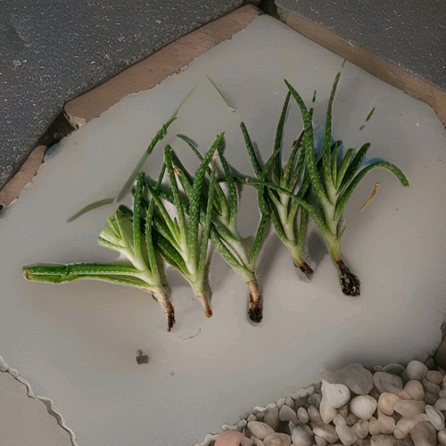 Aloe vera pflanzen stück - stück,