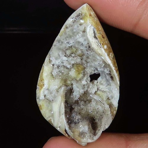 Natürlich fossil schnecke - natürlich,