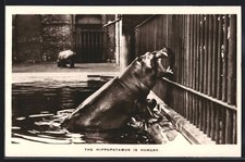 The Hippopotamus is hungry, Ansichtskarte 