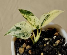 Scindapsus silvercloud