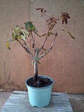 Shohin Bonsai KASTANIE Outdoor