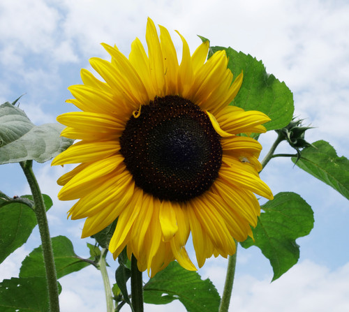Riesensonnenblume - , –