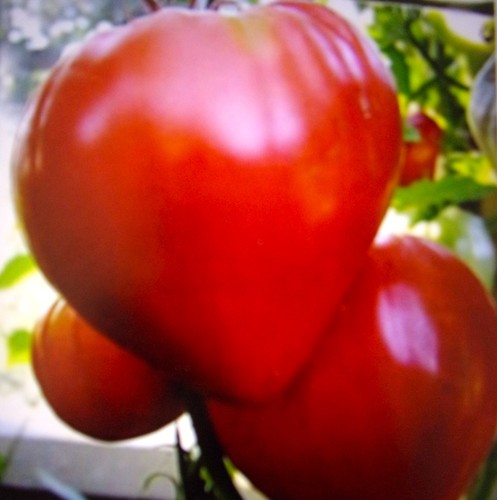 Tomatensamen bull heart - tomatensamen„bull's,