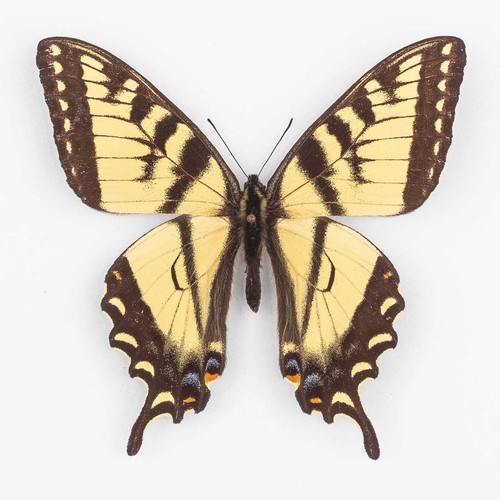 Papilio canadensis kanada - ♂,
