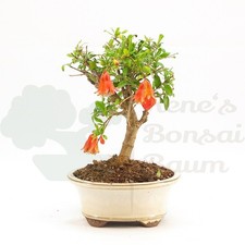 BONSAI Granatapfel 'Punica granatum' inkl. Schale.