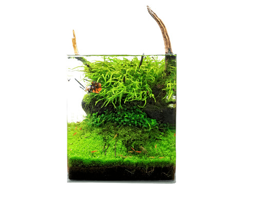 Natureholic classic cube - natureholic,