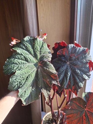 Begonia dark side the - begonia,