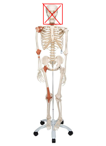 Scientific anatomie skelett - scientific, anatomie-skelett