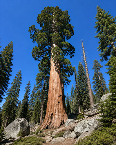 Sequoia sempervirens 500 - sequoia, sempervirens,