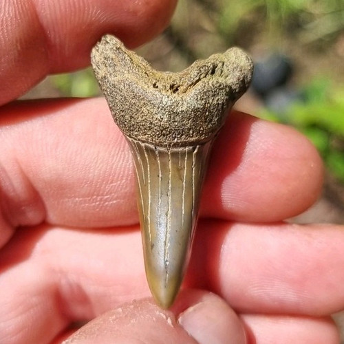 Fossiler zahn des shortfin - zahn,