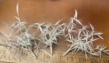 vintage 1930s feather bird