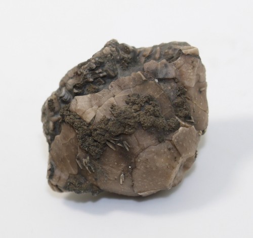 Crinoide seelilie - crinoide,,