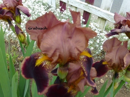 Iris schwertlilie hohe - schwertlilie,,