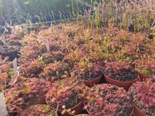 Drosera intermedia "Carolina