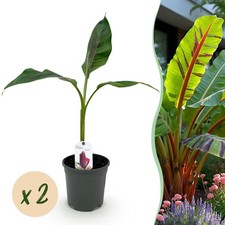 Musa sikkemensis "Red Tiger"
